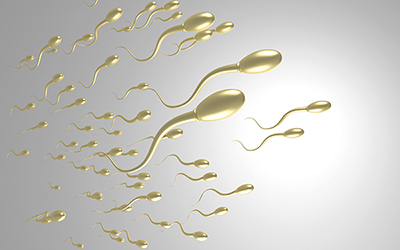 精子和卵子,受精卵
